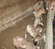 المستوطنون ينحرون خاروفين للمزارع صايل ربحي يوسف حسن