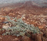 المستوطنون يقتلعون مئات أشجار الزيتون بين قرية قصرة ودوما