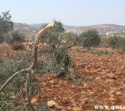 المستوطنون يقتلعون مئات أشجار الزيتون الليلة الماضية