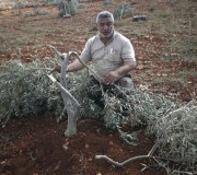 Jewish Settlers Destroys 200 Olive Trees After Midnight!!!