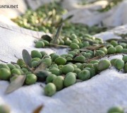 البدء بقطف ثمار الزيتون في المناطق المجاورة للمستوطنة