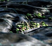 قطف ثمار الزيتون في الوجه الشرقي