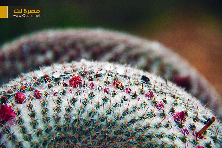 حبات المطر| شتاء قصرة 2012