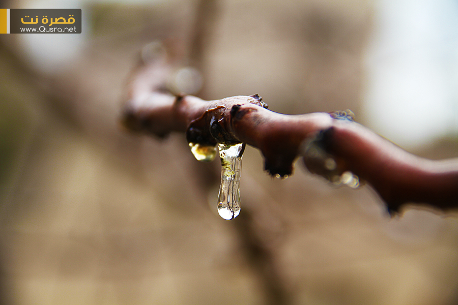 مربعانية الشتاء