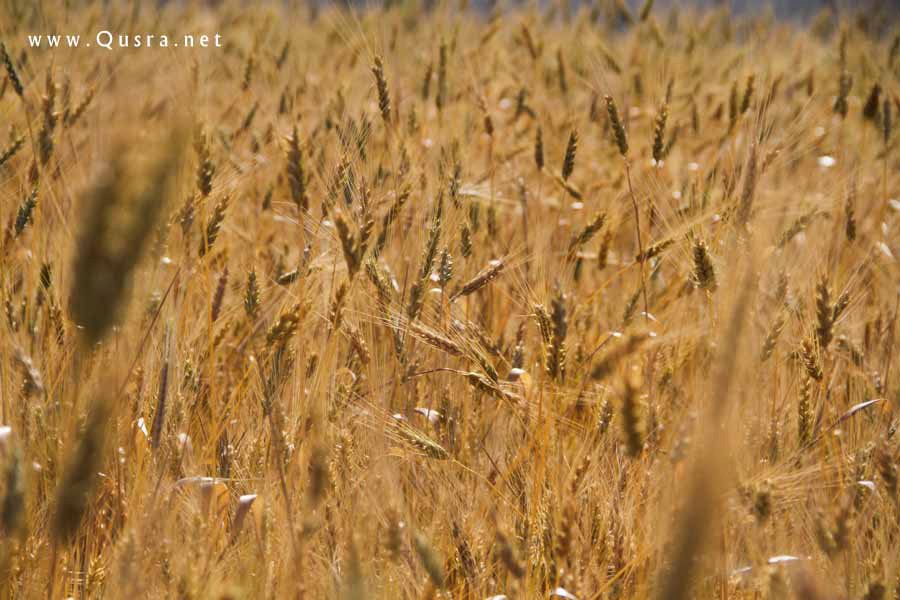 صور من موسم الحصاد في قرية قصرة 2012