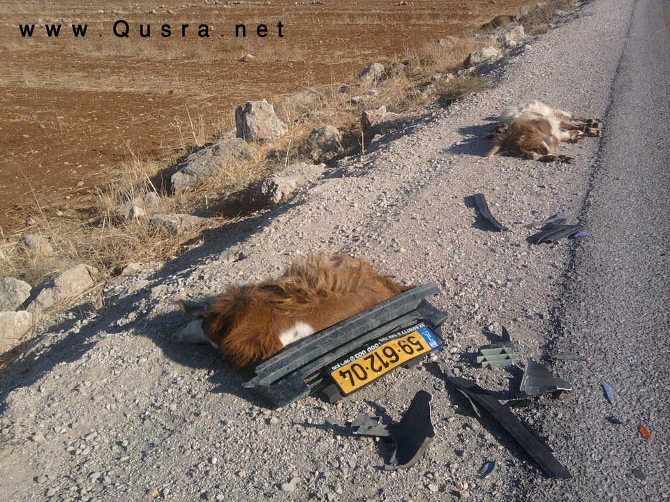 مستوطن صهيوني يدهس قطيع أغنام بالقرب من قرية دوما المجاورة