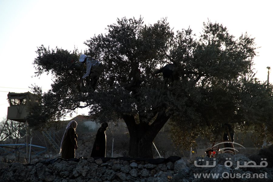 موسم قطف الزيتون ابتداء من هذه الجمعة