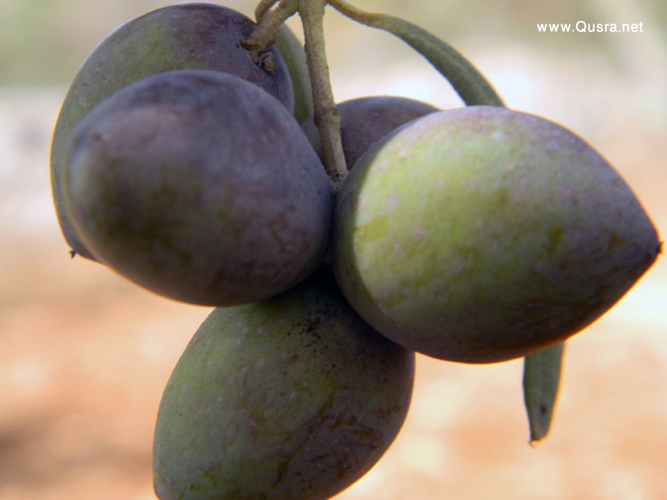 صور من موسم قطف الزيتون12-10-2012