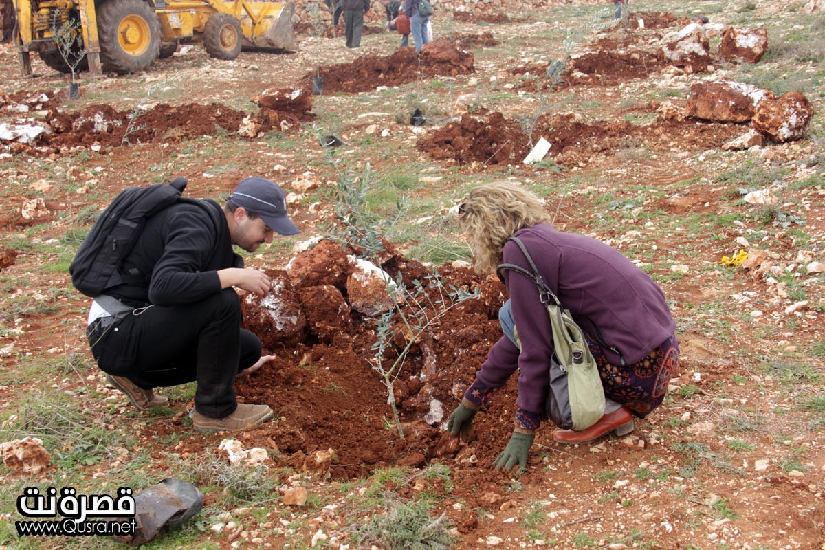 بحضور المتضامنين الأجانب | زراعة أكثر من 200 شتلة زيتون في الوعار