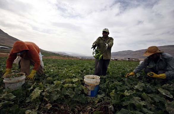 عمال الأغوار || حالة ظلم لا توصفُ !!