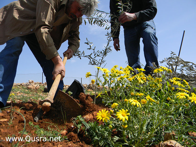 متضامنون يزورون القرية ويغرسون أشجار زيتون