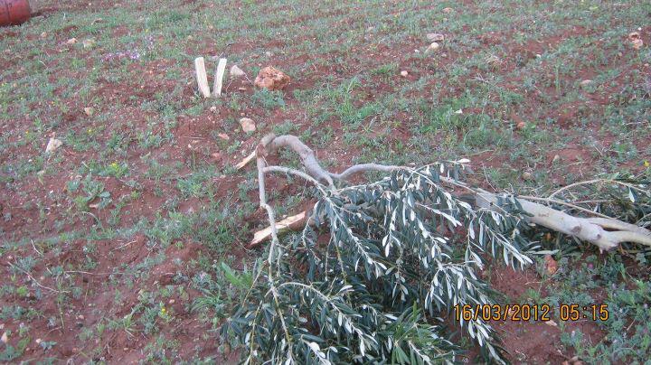 تجدد اعتداءات المستوطنين على أراضي المواطنين في قصرة