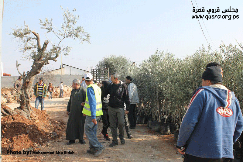 “المساعدة الطبية الدولية ” تقدم 350 شجرة زيتون