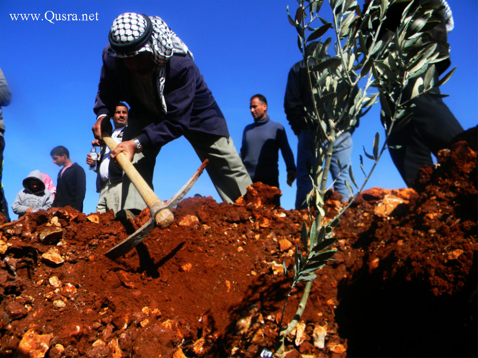 صور من زراعة الأشجار في القرية “ضمن مشروع تخضير فلسطين”