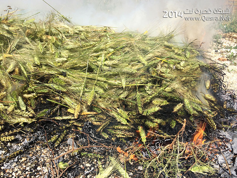 موسم الفريكة