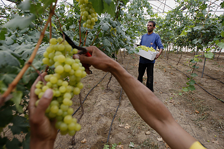 Palestinian farmers harvest grapes from